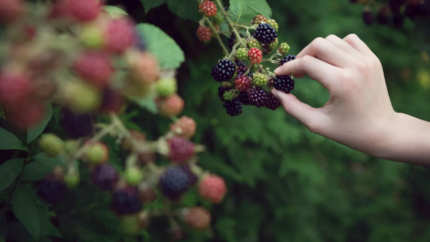 Msity Berry Season